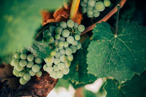Übersetzungen für die Weinbranche Önologie Schweiz